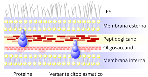 Membrana e parete batterica di un batterio gram negativo